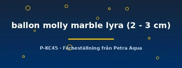 Poecilia Ballon Molly Marble Lyra molly 2–3 cm