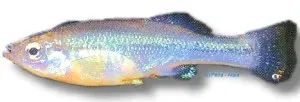 Näsets Ciklidhobby Ilyodon xantusi akvariefisk 4–6 cm högland