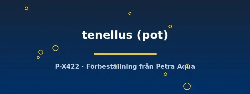 Näsets Ciklidhobby Echinodorus tenellus akvarieväxt potta matta