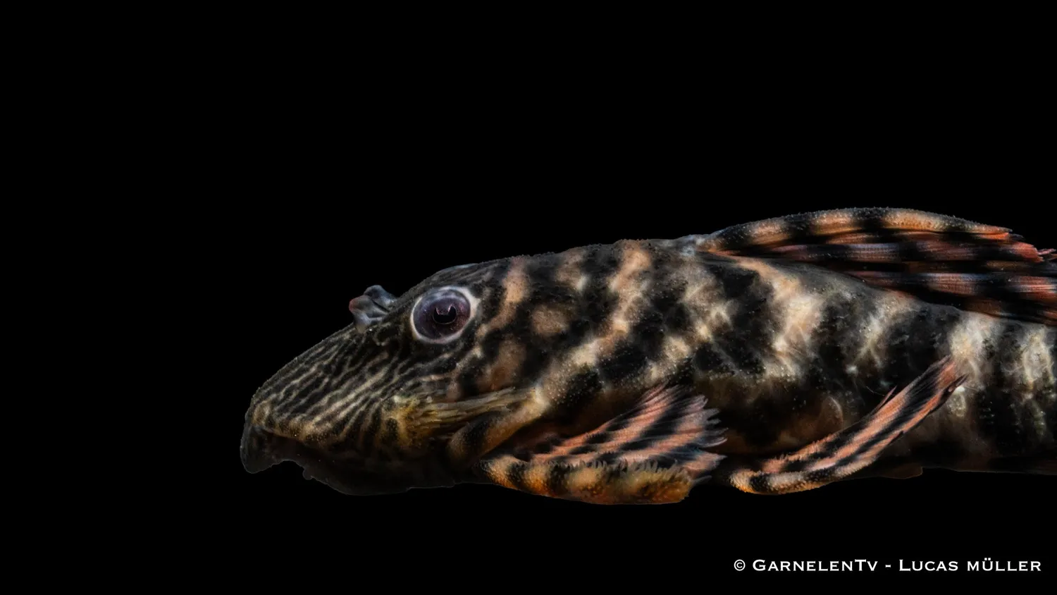 Garnelen TV L398 altamiramal akvariefisk 10 cm
