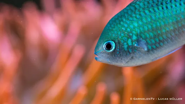 Garnelen TV Chromis viridis saltvattensfisk grön stimfisk