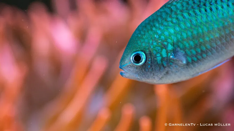 Garnelen TV Chromis viridis saltvattensfisk grön stimfisk