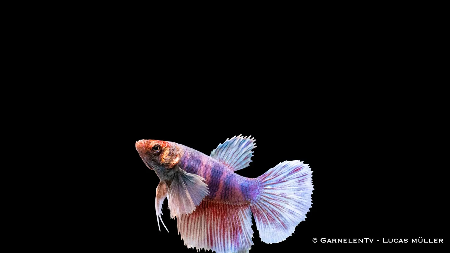 Garnelen TV Dumbo Ear kampfiskhona Betta 5–6 cm