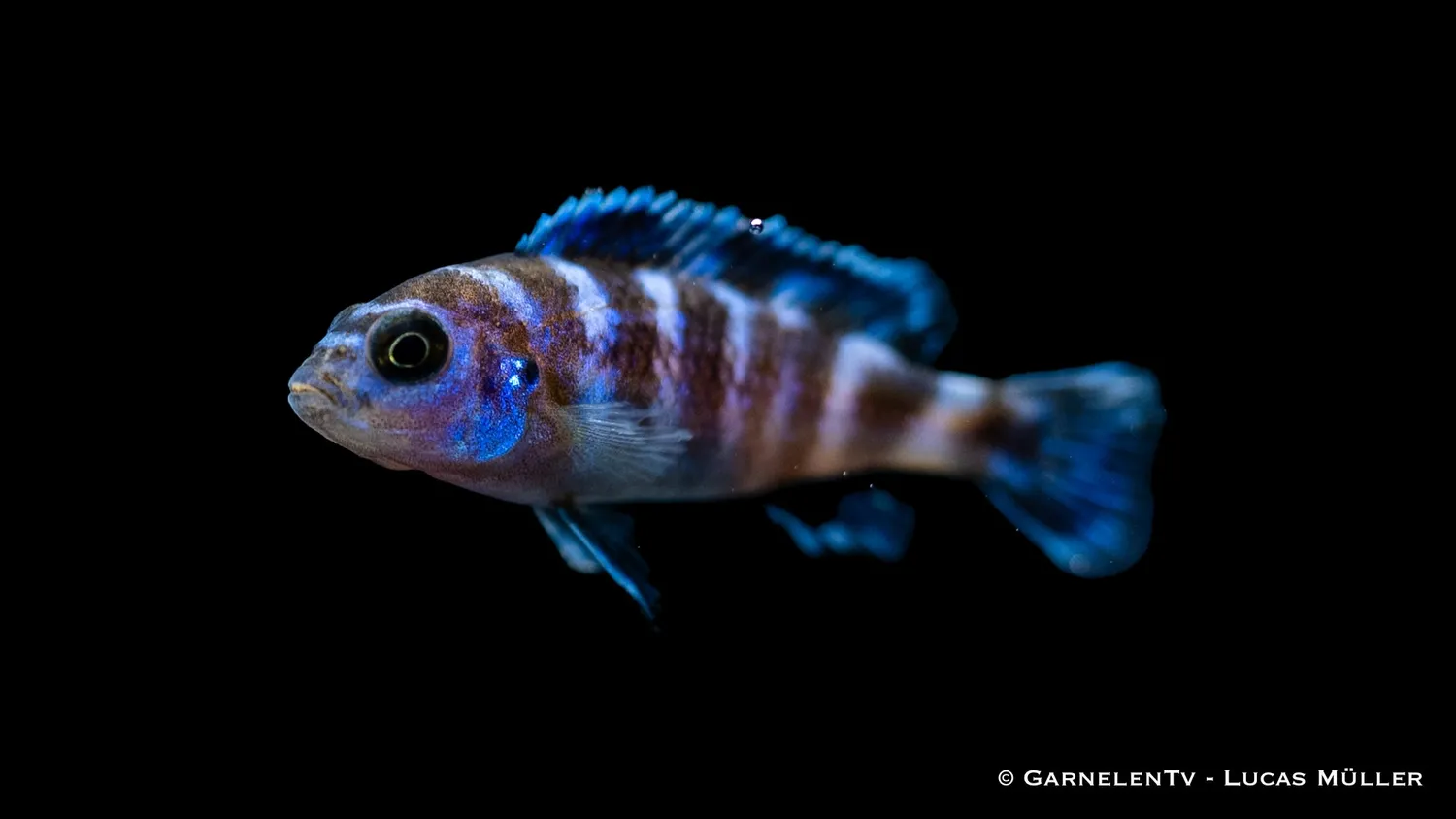 Garnelen TV Demasoni malawiciklid Pseudotropheus