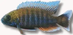 Näsets Ciklidhobby Jacobfreibergi ciklid XL Aulonocara