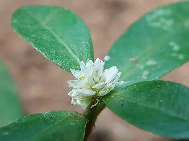 Näsets Ciklidhobby Alternanthera sessilis PE akvarieväxt röd
