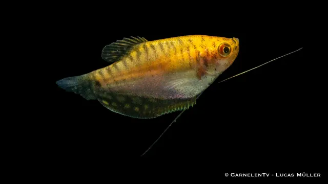 Garnelen TV Trichogaster trichopterus akvariefisk guld