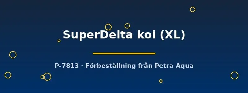 Näsets Ciklidhobby Betta SuperDelta koi kampfisk XL