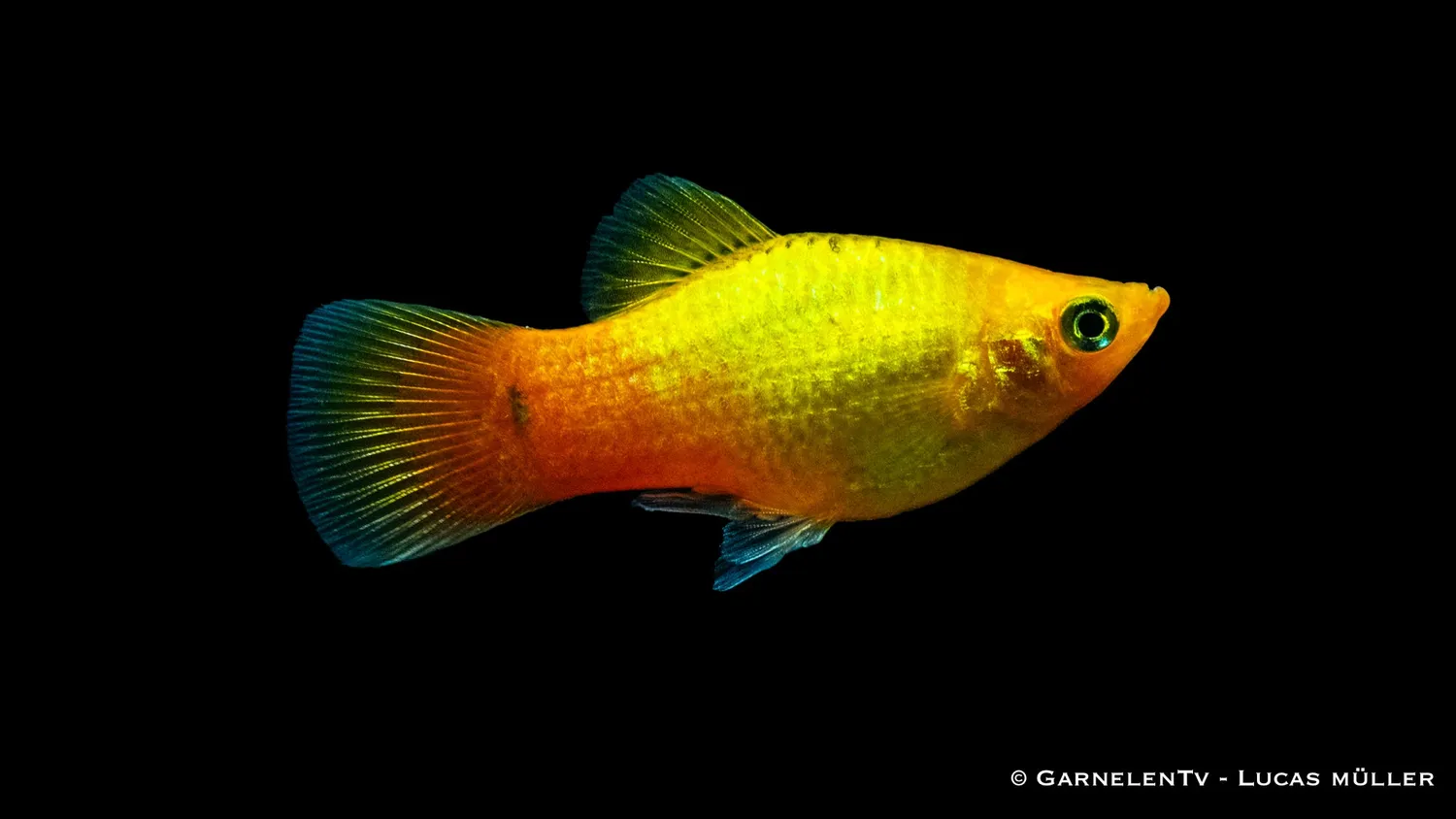 Garnelen TV Platy Gold glödljus 5-7cm sällskap