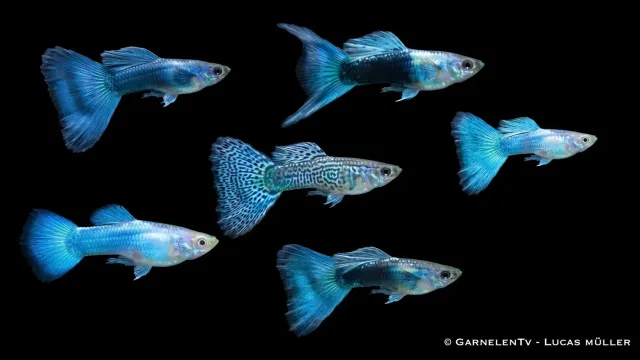Garnelen TV Guppy blå mix hane Poecilia reticulata