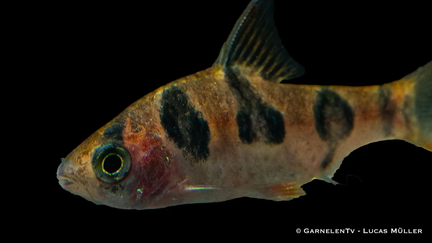 Garnelen TV Rhombenbarbe Desmopuntius rhomboocellatus stimfisk
