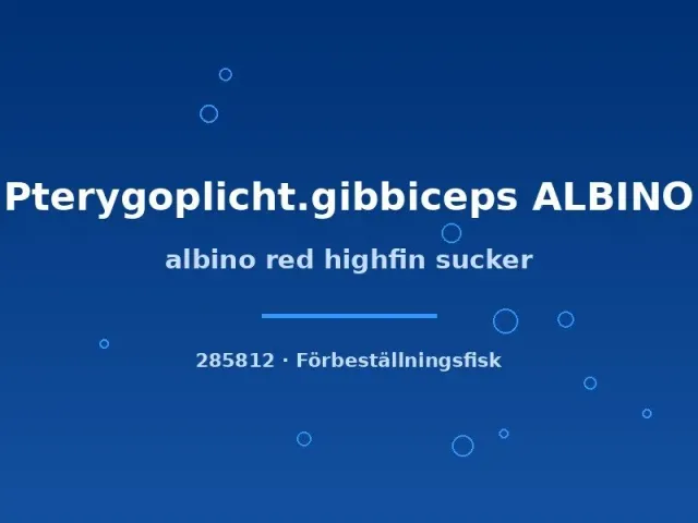 Näsets Ciklidhobby Albino Red Highfin sugmal 4–6 cm albino