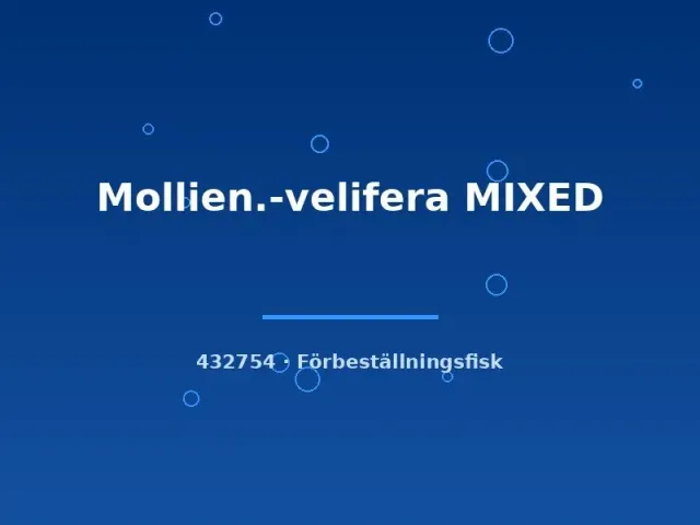 Näsets Ciklidhobby Mollienesia velifera molly mix 6–8 cm