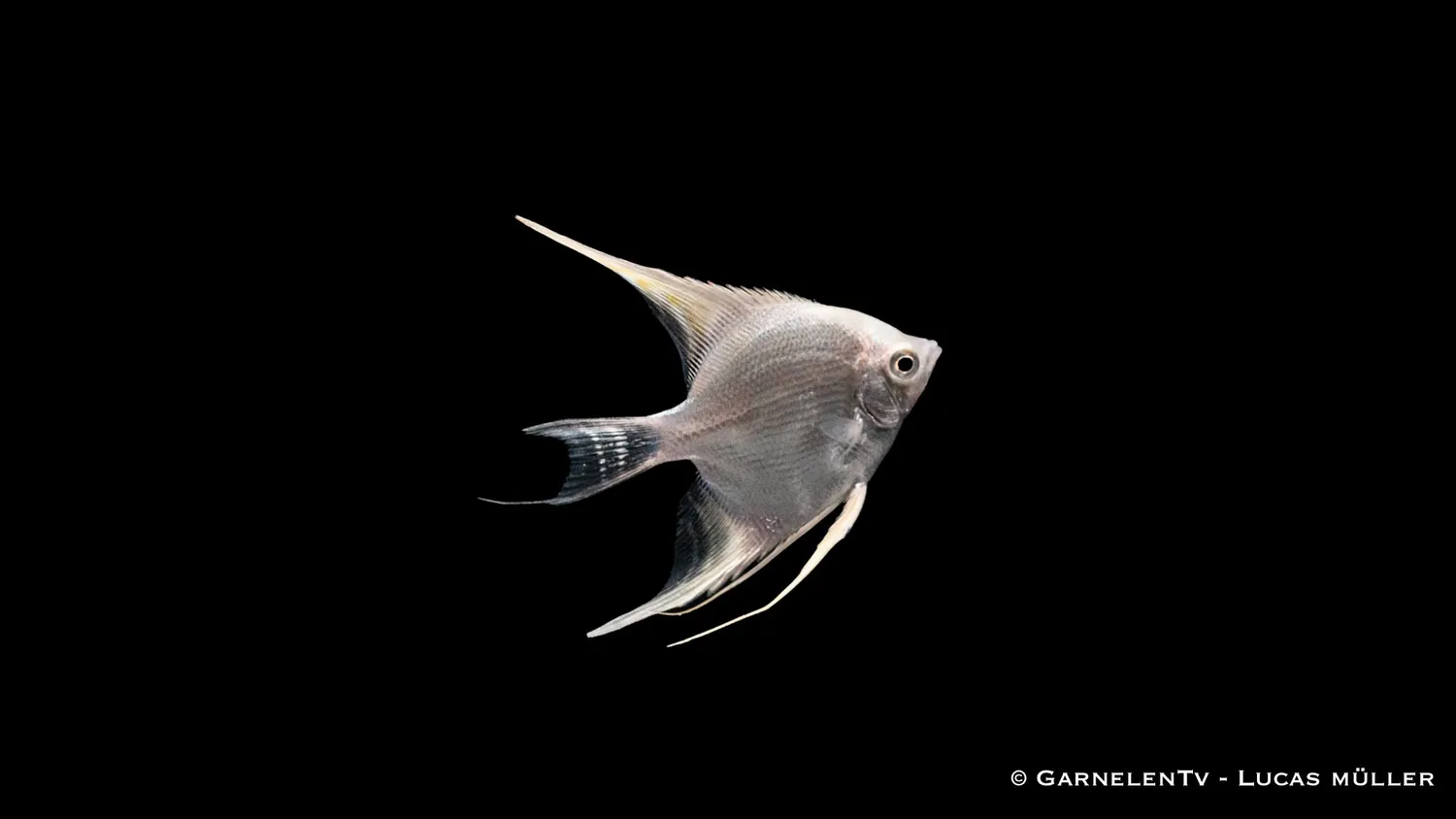 Pterophyllum scalare Snow Diamond skalar vit