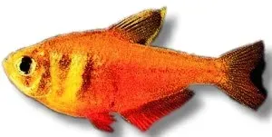 Näsets Ciklidhobby Flame tetra akvariefisk 2,5 cm stim