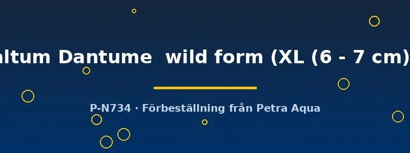 Näsets Pterophyllum altum Dantume wild form XL skalar 6–7 cm vildform