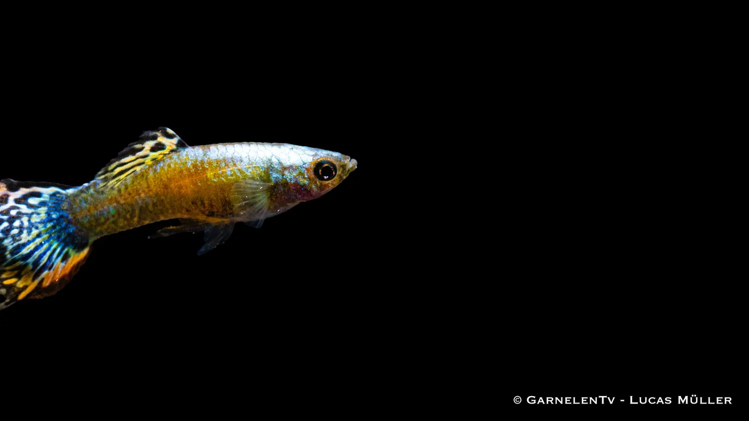 Garnelen TV Guppy Mosaik Poecilia reticulata hane 3-4 cm
