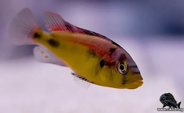 Näsets Ciklidhobby Aeneocolor viktoriaciklid 3,5–4 cm hane