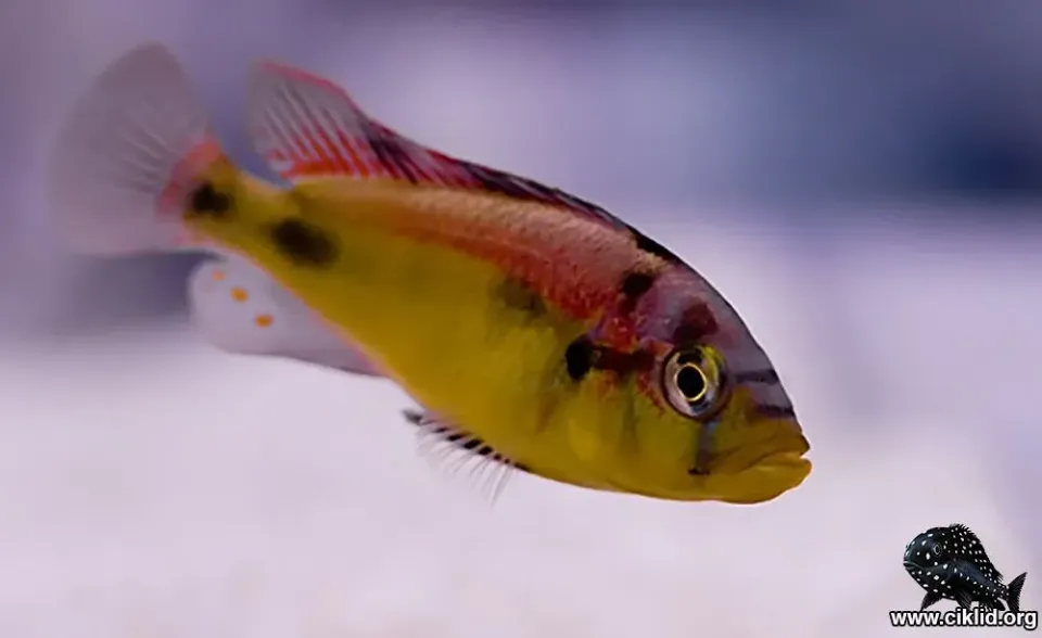 Näsets Ciklidhobby Aeneocolor viktoriaciklid 3,5–4 cm hane