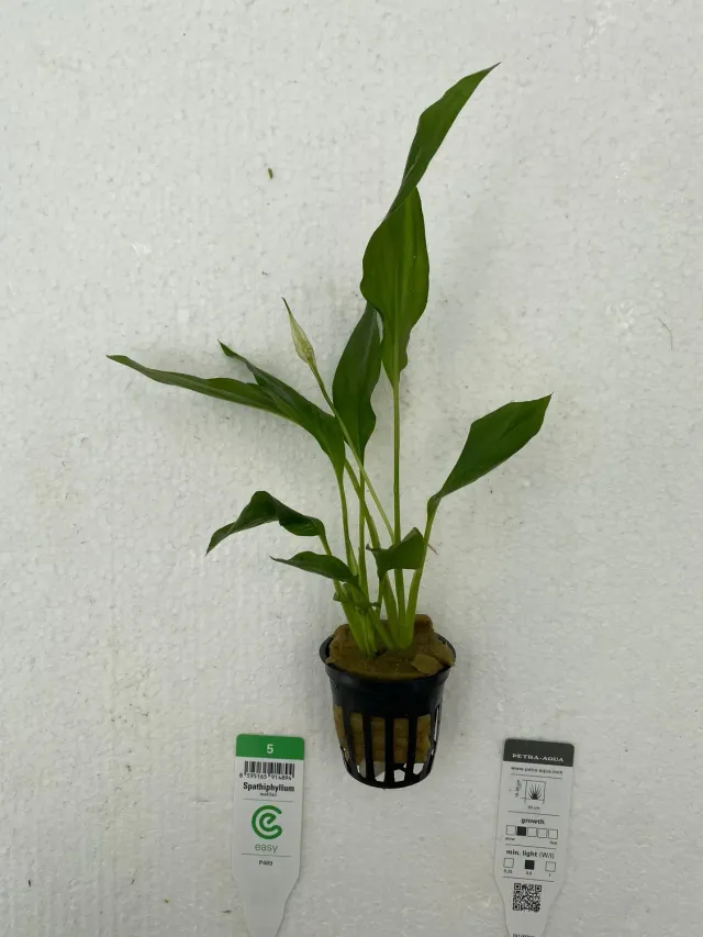 Näsets Ciklidhobby Spathiphyllum Wallissi Easy5 akvarieväxt