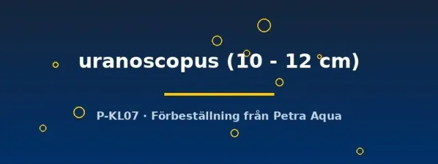 Näsets Ciklidhobby Megalodoras uranoscopus mal 10–12 cm nattaktiv