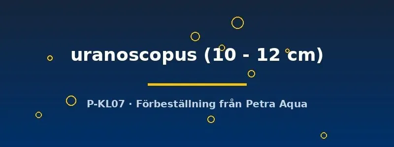 Näsets Ciklidhobby Megalodoras uranoscopus mal 10–12 cm nattaktiv