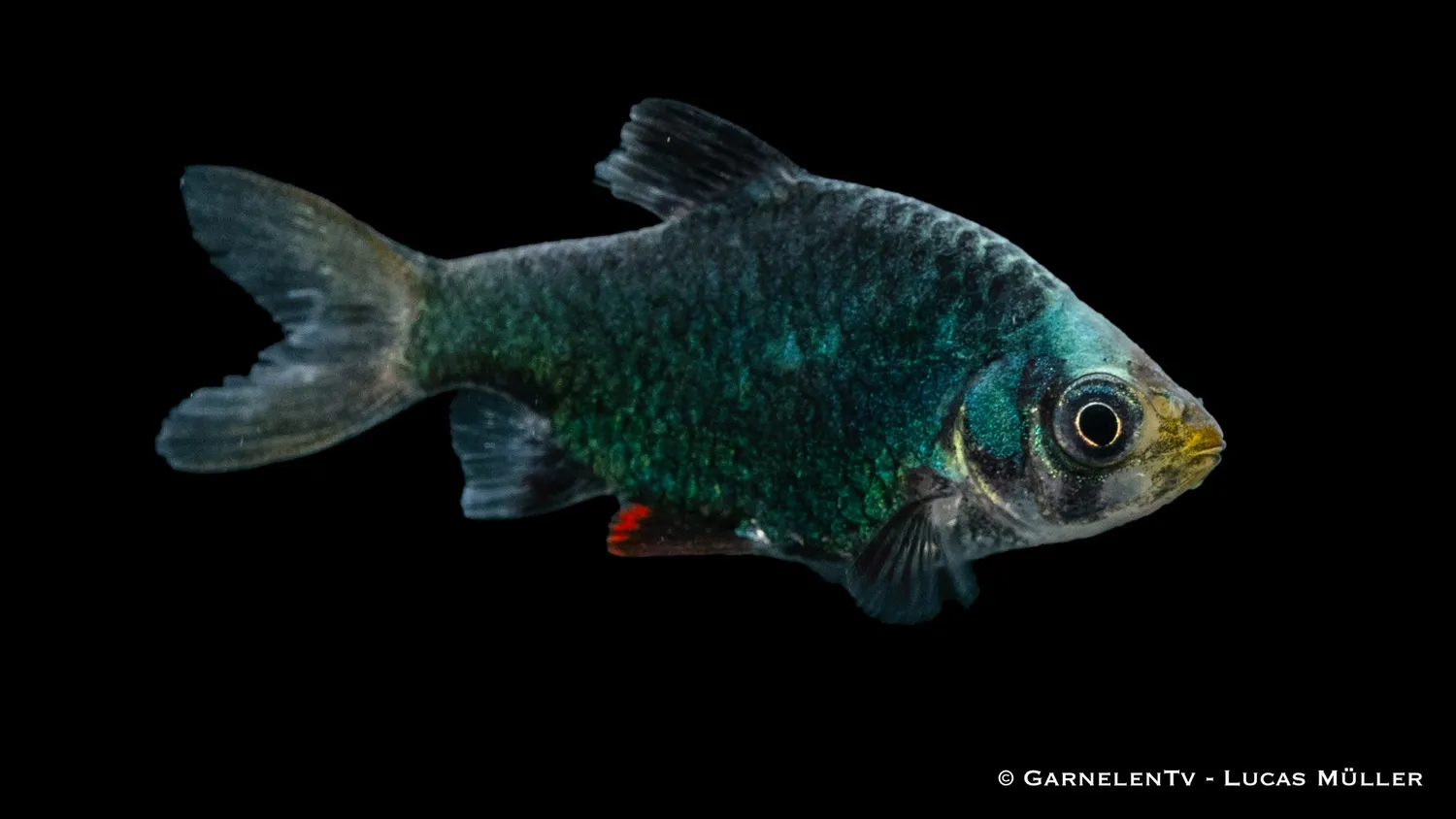 Garnelen TV Mosbarb XXL Puntigrus tetrazona stimfisk