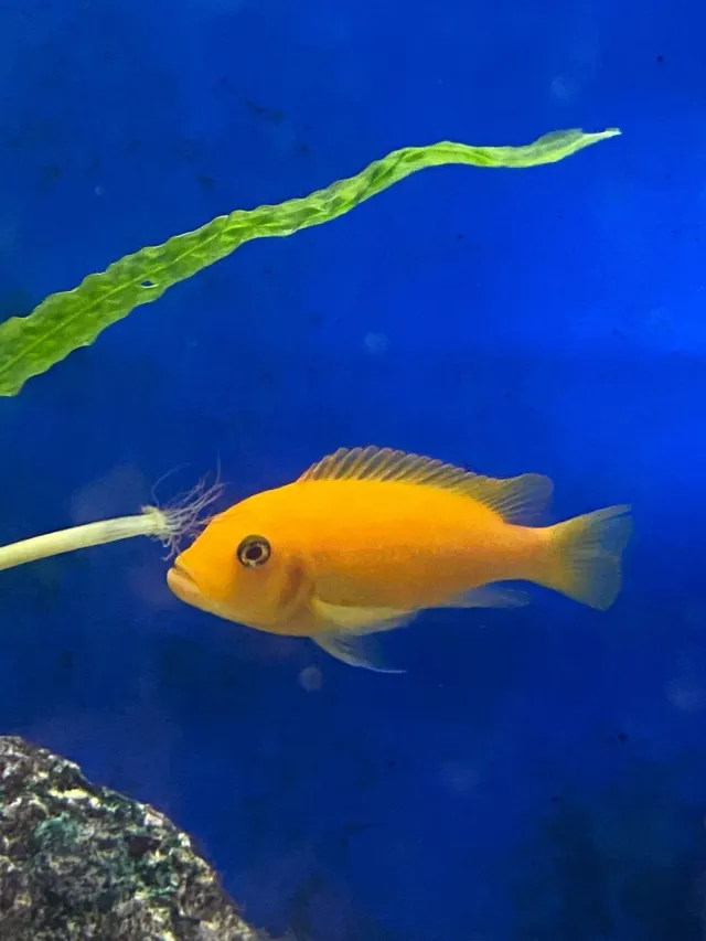 Näsets Ciklidhobby Red Zebra malawiciklid akvariefisk
