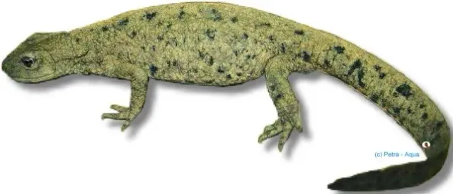 Näsets Ciklidhobby Paramesotriton chinensis salamander adult