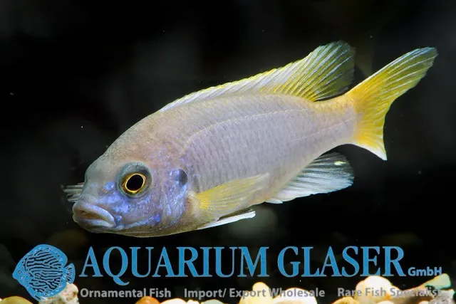Näsets Ciklidhobby Blue Top Acei 4–6 cm malawiciklid