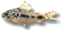 Näsets Ciklidhobby Salt and Pepper Catfish akvariefisk 1,5–2,5 cm