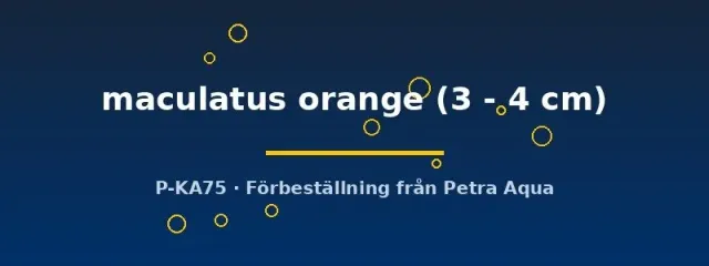 Näsets Ciklidhobby Etroplus maculatus Orange ciklid 3–4 cm