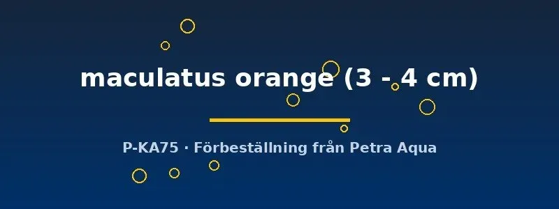 Näsets Ciklidhobby Etroplus maculatus Orange ciklid 3–4 cm