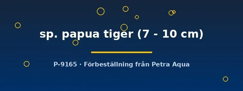 Näsets Ciklidhobby Cherax papua tiger akvariekräfta 7–10 cm