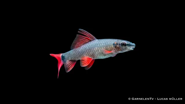 Garnelen TV grön fransenlipper akvariefisk Epalzeorhynchos frenatum