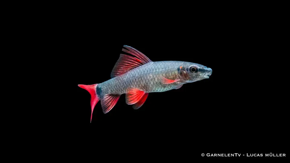 Garnelen TV grön fransenlipper akvariefisk Epalzeorhynchos frenatum