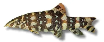 Näsets Ciklidhobby Botia kubotai akvariefisk 6–7 cm botia