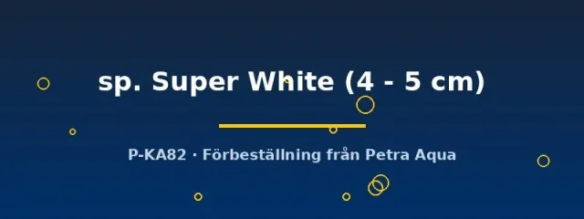 L236 Hypancistrus Super White L-mal 4-5 cm
