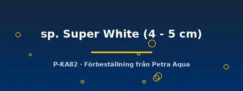 L236 Hypancistrus Super White L-mal 4-5 cm