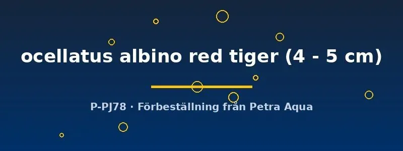 Näsets Ciklidhobby Astronotus ocellatus albino red tiger ciklid 4–5 cm