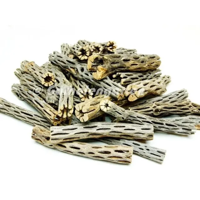 Garnelen TV Vuka Cholla Wood kaktusträ 13-15 cm