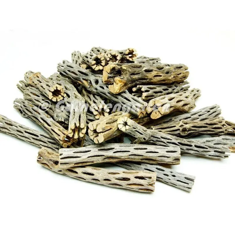 Garnelen TV Vuka Cholla Wood kaktusträ 13-15 cm