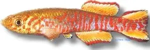 Aphyosemion walkeri red killifish 3–4 cm röd