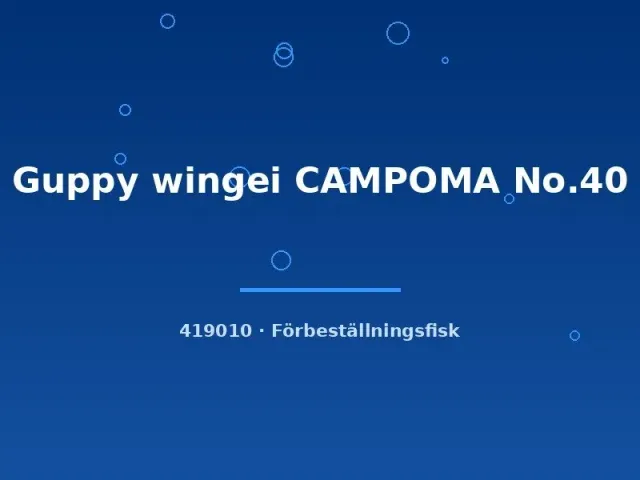 Näsets Ciklidhobby Guppy wingei Campoma No.40 guppy md