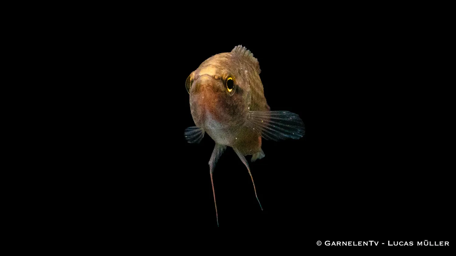 Garnelen TV Makropod Macropodus opercularis akvariefisk röd