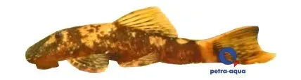 Näsets Ciklidhobby Ancistrus Red Black mal 4–5 cm