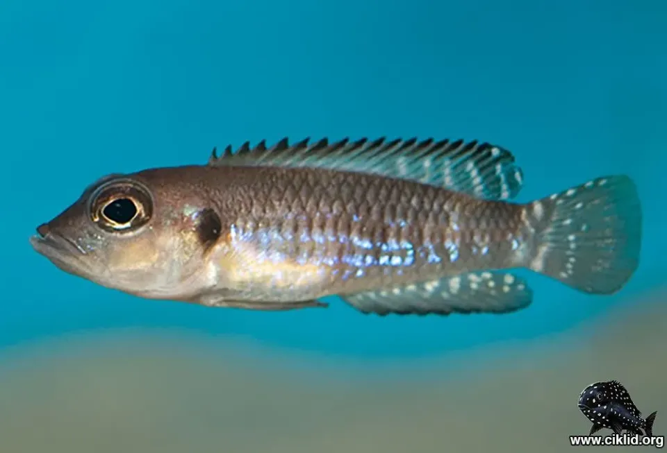 Näsets Ciklidhobby Lamprologus speciosus ciklid 2,5–3 cm snäcklekare