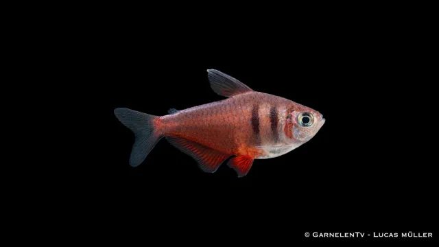 Garnelen TV Hyphessobrycon flammeus tetra Röd Rio