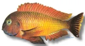 Näsets Ciklidhobby Tropheus moorii Ilangi ciklid 3,5–4,5 cm Tanganyika