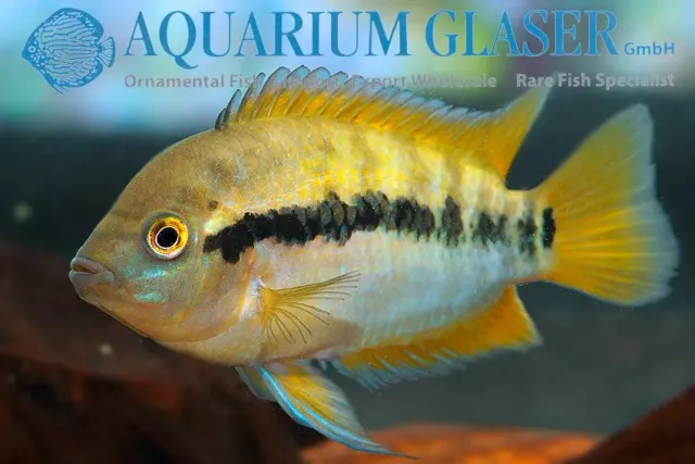 Näsets Ciklidhobby Regnbågsciklid akvariefisk 5–7 cm lugn